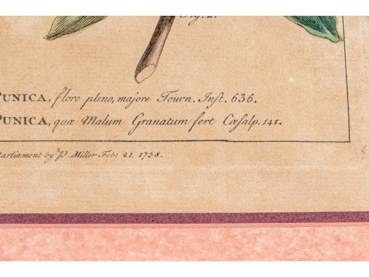 Elegant Collection Of Three Antique Botanical Prints, All Nicely Framed