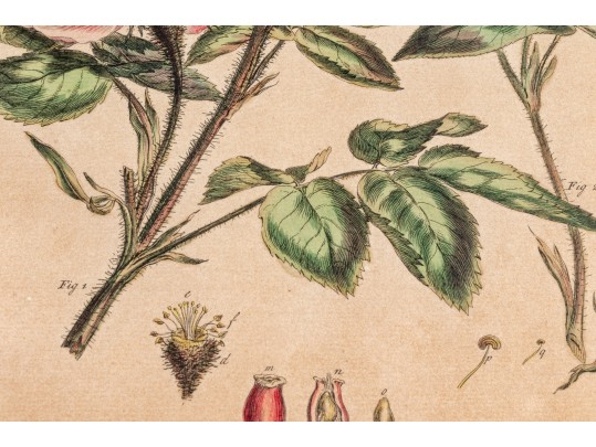 Elegant Collection Of Three Antique Botanical Prints, All Nicely Framed