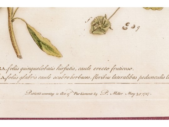 Elegant Collection Of Three Antique Botanical Prints, All Nicely Framed