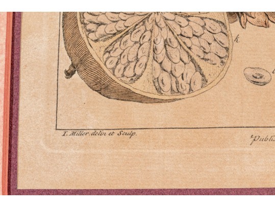 Elegant Collection Of Three Antique Botanical Prints, All Nicely Framed