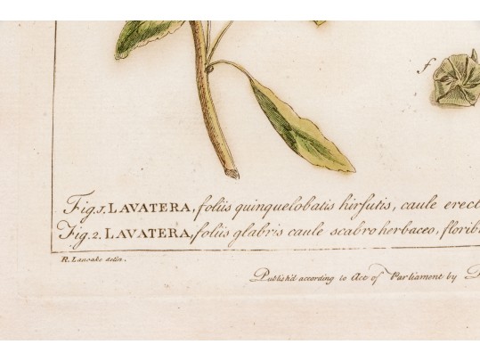 Elegant Collection Of Three Antique Botanical Prints, All Nicely Framed