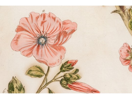 Elegant Collection Of Three Antique Botanical Prints, All Nicely Framed