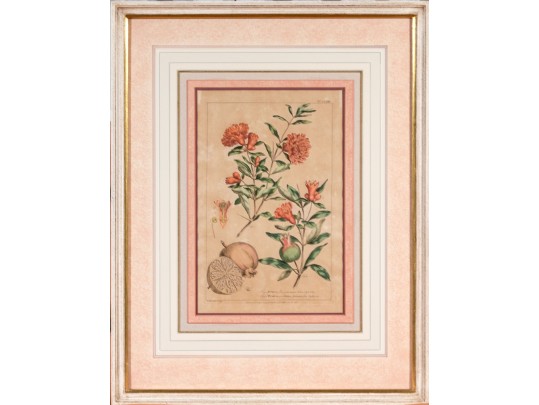 Elegant Collection Of Three Antique Botanical Prints, All Nicely Framed