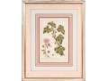 Elegant Collection Of Three Antique Botanical Prints, All Nicely Framed