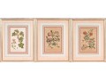 Elegant Collection Of Three Antique Botanical Prints, All Nicely Framed