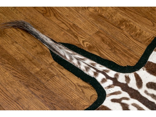 Magnificent Authentic Zebra Hyde