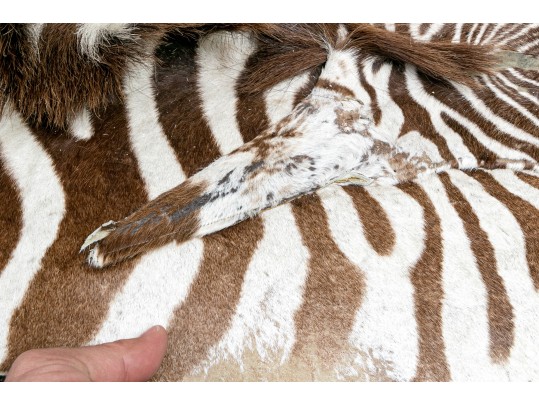 Magnificent Authentic Zebra Hyde
