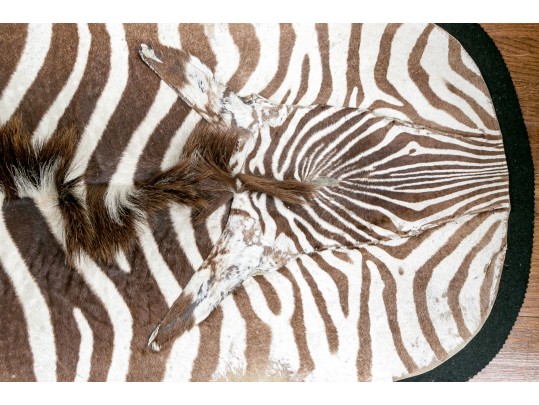 Magnificent Authentic Zebra Hyde
