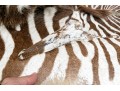 Magnificent Authentic Zebra Hyde