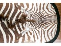 Magnificent Authentic Zebra Hyde