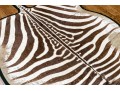 Magnificent Authentic Zebra Hyde