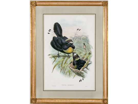 John Gould (British, 1804-1881) 