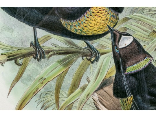 John Gould (British, 1804-1881) 