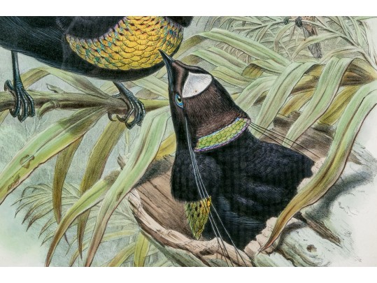 John Gould (British, 1804-1881) 