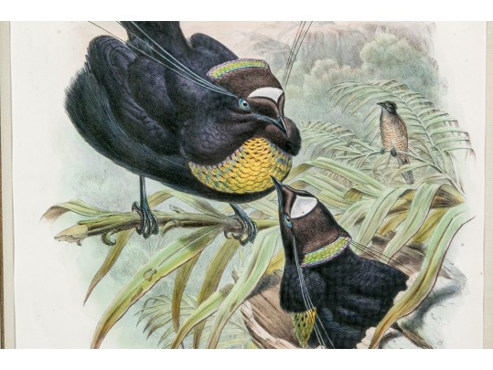John Gould (British, 1804-1881) 