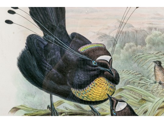 John Gould (British, 1804-1881) 