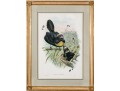 John Gould (British, 1804-1881) 