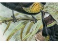 John Gould (British, 1804-1881) 