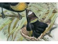 John Gould (British, 1804-1881) 