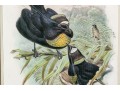 John Gould (British, 1804-1881) 