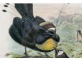 John Gould (British, 1804-1881) 