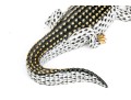 Herend Hand-painted Porcelain Alligator 