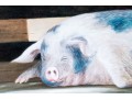 Roger Stark (American, 20th C.) Four Signed Prints Depicting Pigs