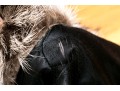 Stylish Tannish Brown Raccoon Fur Hooded Zip Jacket