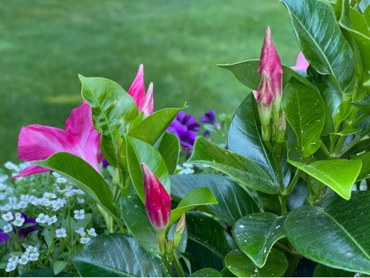 Pair Of Stunning Vintage Cement Planters