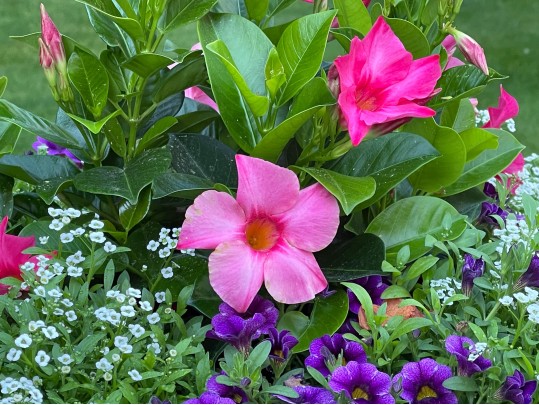 Pair Of Stunning Vintage Cement Planters
