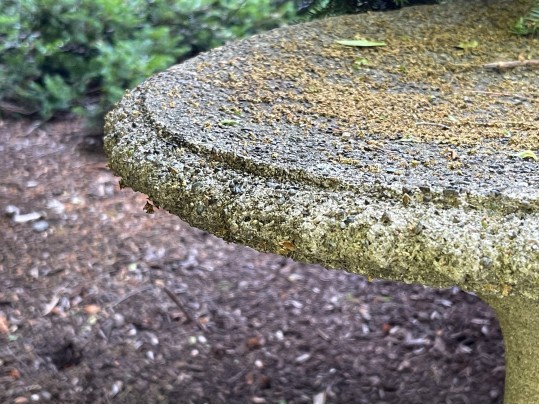 Classic Cement Bird Bath