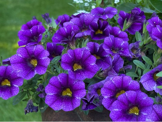 Pair Of Stunning Vintage Cement Planters