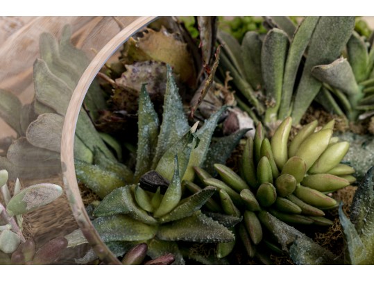 Large Terrarium With Faux Succulents