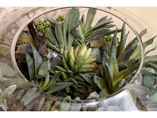 Large Terrarium With Faux Succulents