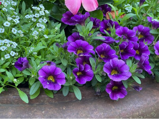 Pair Of Stunning Vintage Cement Planters