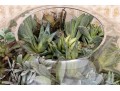 Large Terrarium With Faux Succulents