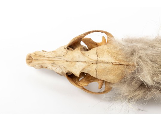 Native American Coyote Skull Spirit Dancer