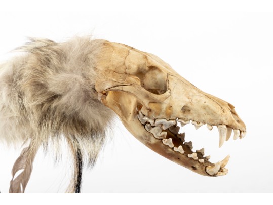 Native American Coyote Skull Spirit Dancer