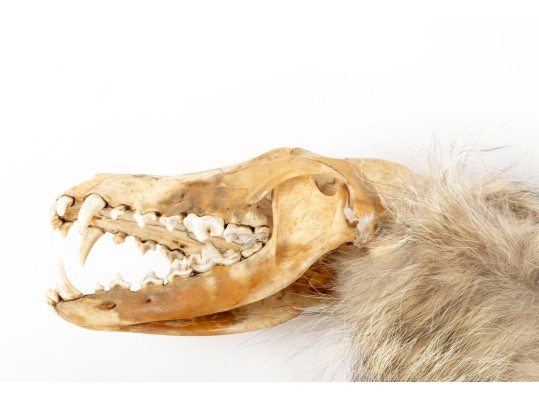 Native American Coyote Skull Spirit Dancer