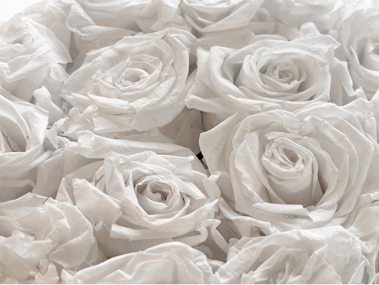 Venus Et Fleur Eternity Roses