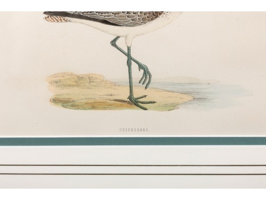 Francis Orpen Morris (Ireland, 1810 - 1884) Sandpiper Colored Engravings