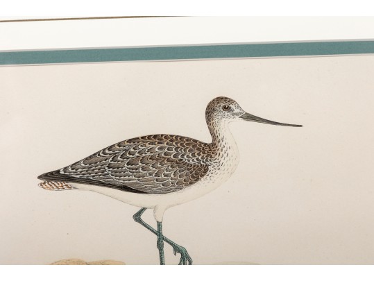 Francis Orpen Morris (Ireland, 1810 - 1884) Sandpiper Colored Engravings