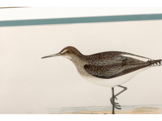 Francis Orpen Morris (Ireland, 1810 - 1884) Sandpiper Colored Engravings