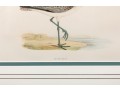 Francis Orpen Morris (Ireland, 1810 - 1884) Sandpiper Colored Engravings