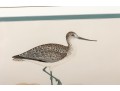 Francis Orpen Morris (Ireland, 1810 - 1884) Sandpiper Colored Engravings