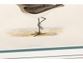 Francis Orpen Morris (Ireland, 1810 - 1884) Sandpiper Colored Engravings