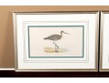 Francis Orpen Morris (Ireland, 1810 - 1884) Sandpiper Colored Engravings