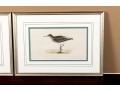 Francis Orpen Morris (Ireland, 1810 - 1884) Sandpiper Colored Engravings