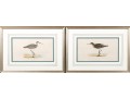 Francis Orpen Morris (Ireland, 1810 - 1884) Sandpiper Colored Engravings