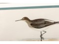Francis Orpen Morris (Ireland, 1810 - 1884) Sandpiper Colored Engravings